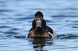 Ring-necked Duck